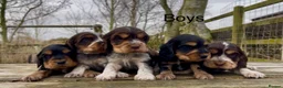 Cocker Spaniel dogs for sale: KC Reg Show Type Cocker Spaniel Pupies  - Advert 1