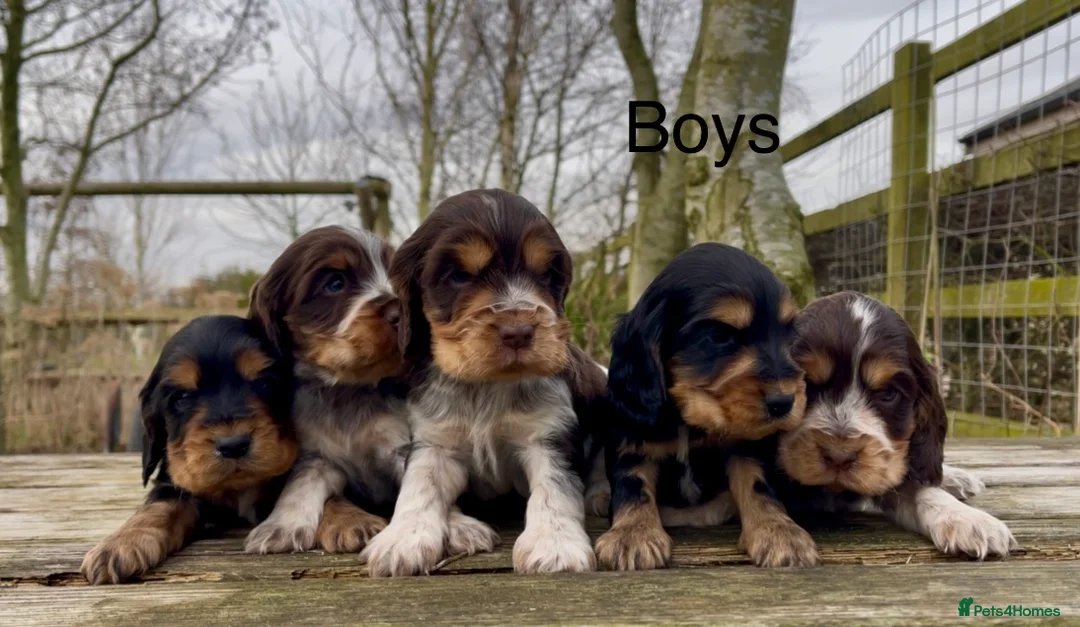 Cocker Spaniel dogs for sale: KC Reg Show Type Cocker Spaniel Pupies  - Advert 1
