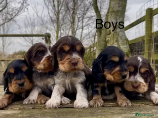 Cocker Spaniel dogs KC Reg Show Type Cocker Spaniel Pupies - Advert 1