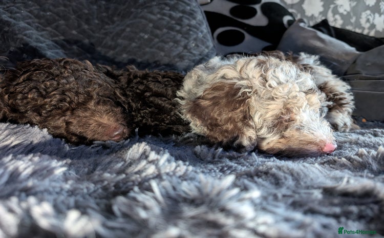 Labradoodle dogs - Advert 5