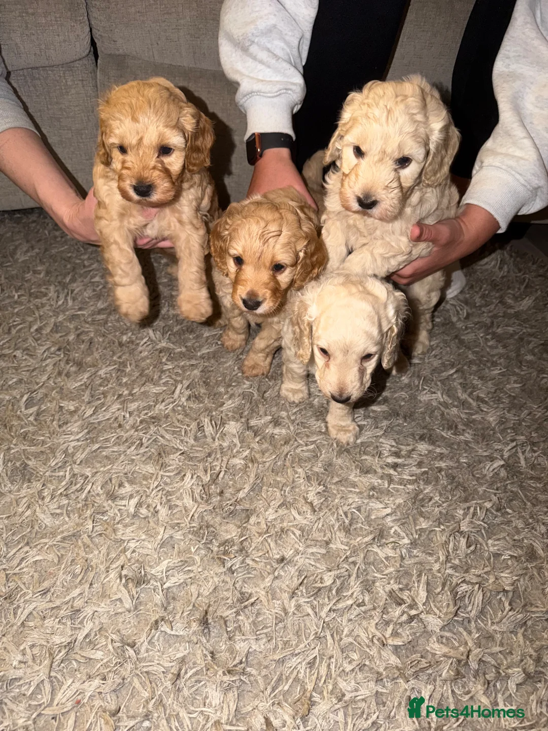 Cockapoo dogs for sale: 4 female cockapoos in Belfast - Advert 1