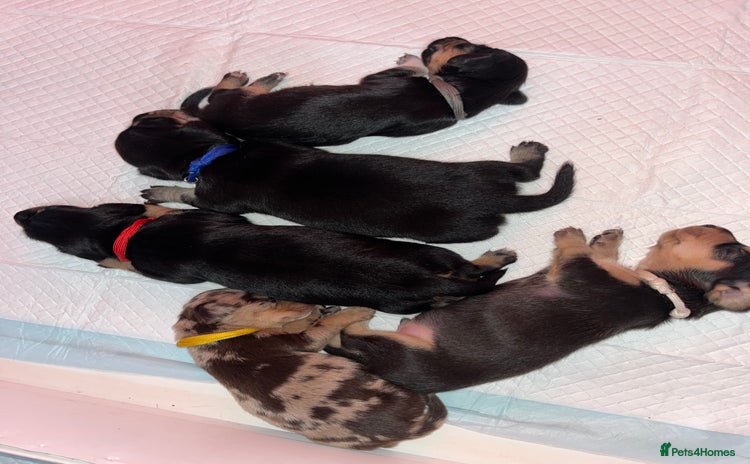 Miniature Dachshund dogs - Advert 1