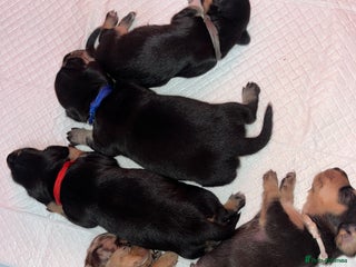 Miniature Dachshund dogs - Advert 5