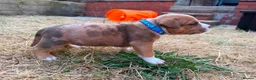 American Bully dogs for sale: OPEN TO OFFERS! ABKC ready now! - Advert 19