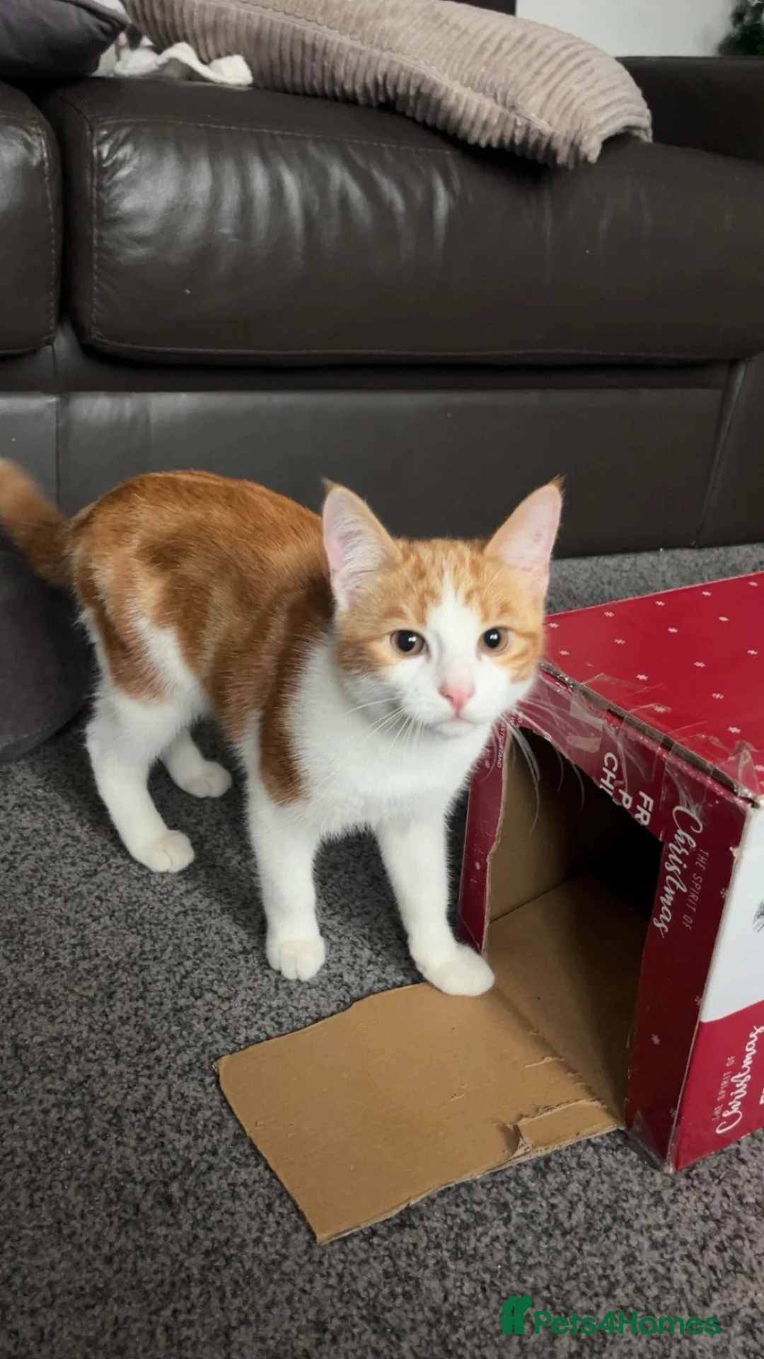 Mixed Breed cats for sale: 6 Month Old Kitten For Sale - Advert 4