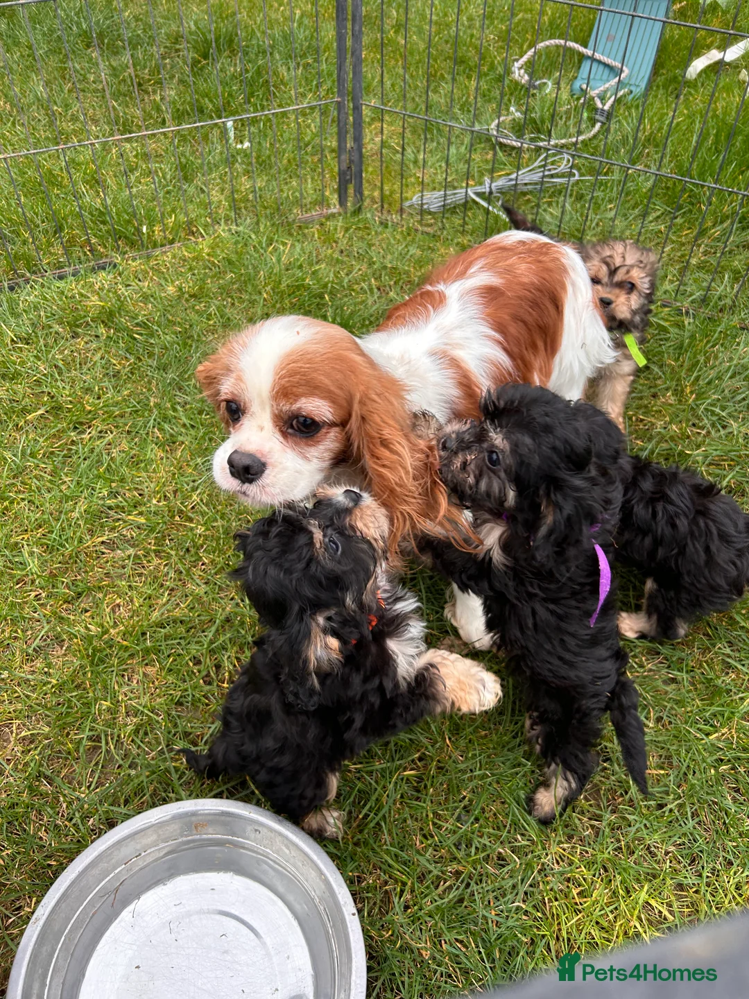 Cavapoo dogs for sale: Cavapoo puppies  - Advert 6