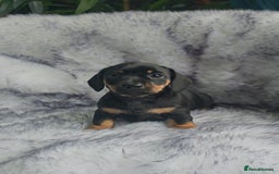 Miniature Dachshund dogs for sale: Miniature Smooth Dachshund Puppies  - Image 21