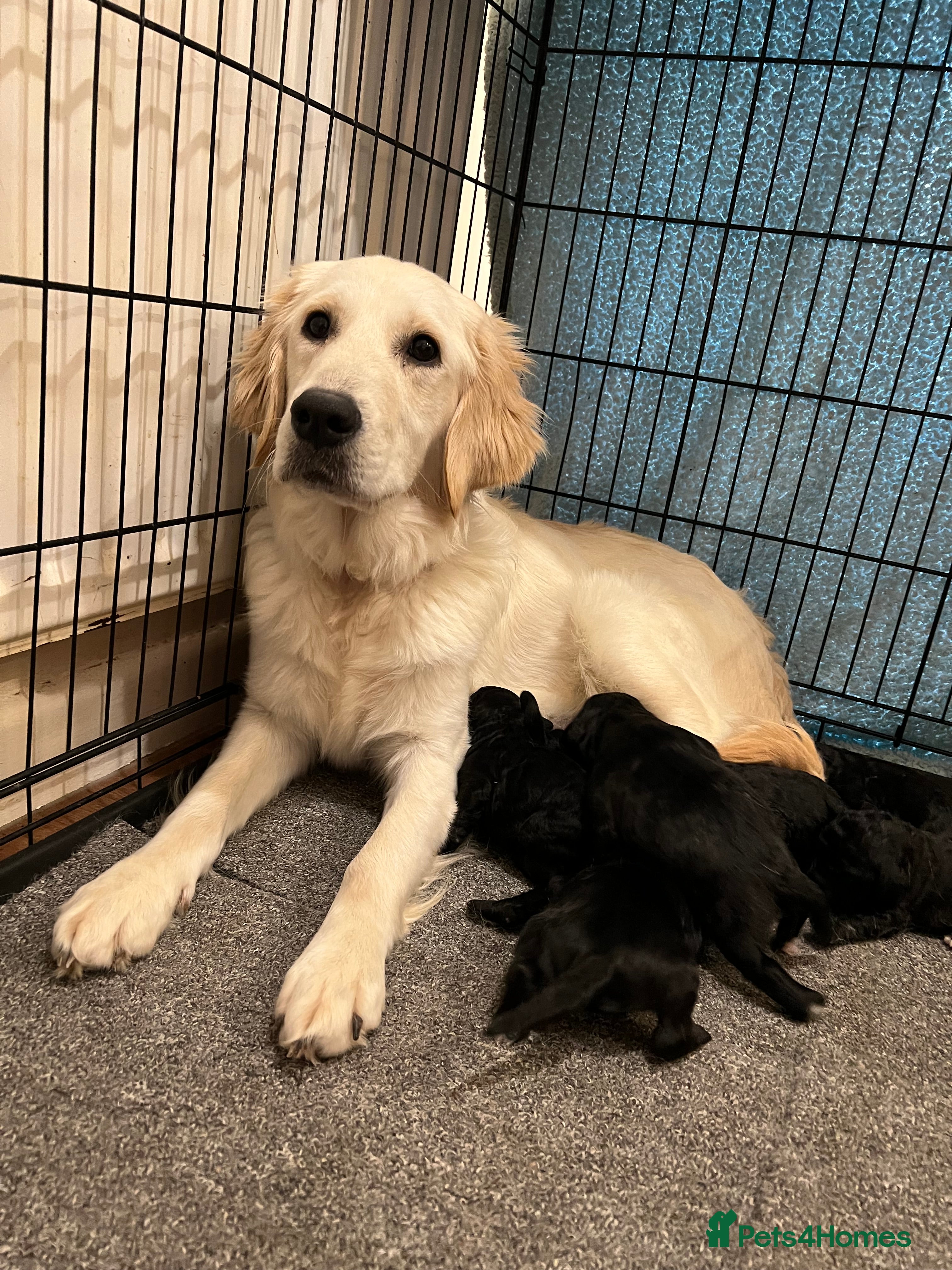 Goldendoodle dogs Goldendoodle puppies - Advert 1