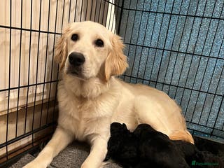 Goldendoodle dogs Goldendoodle puppies - Advert 1