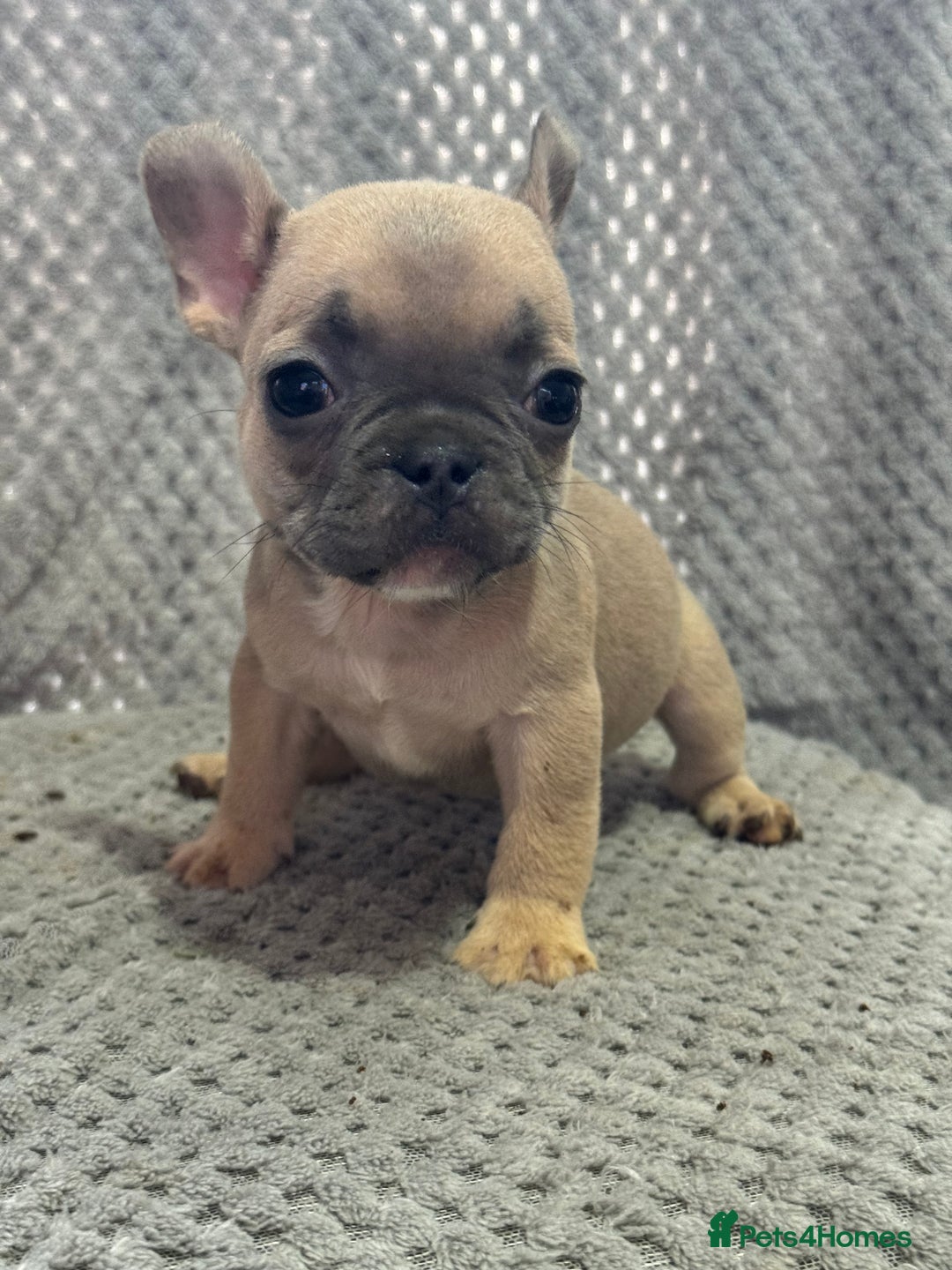 French Bulldog dogs for sale: FRENCH BULLDOG 🐶 - Advert 26