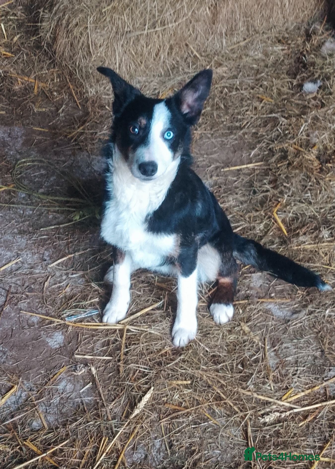 Border Collie dogs Working sheep dog bitch OFFERS CONSIDERED  - Advert 2