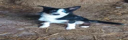 Border Collie dogs for sale: Working sheep dog bitch OFFERS CONSIDERED  - Advert 2