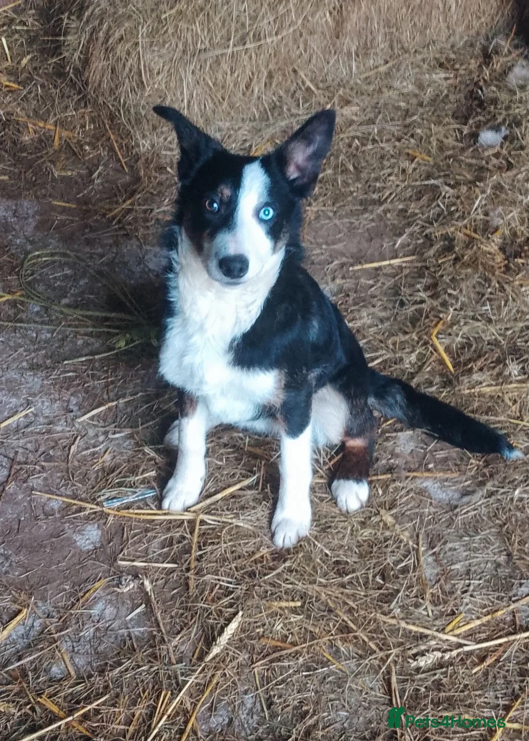 Border Collie dogs for sale: Working sheep dog bitch OFFERS CONSIDERED  - Advert 2