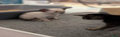 Siamese 1