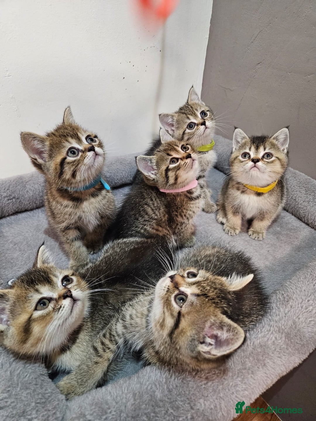 British Shorthair cats for sale: British Shorthair Kittens Full Pedigree Parents  - Advert 15