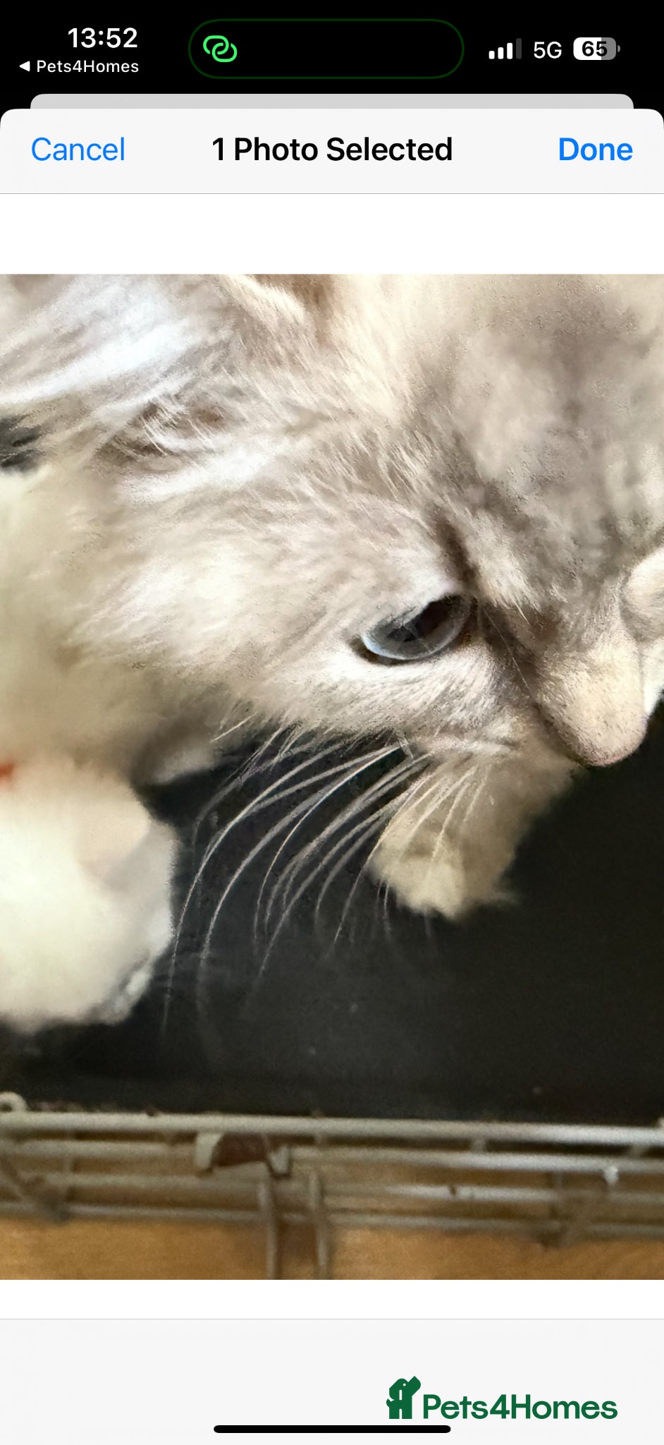 Ragdoll cats Ragdoll x ragdoll bsh male and female £275 - Advert 1