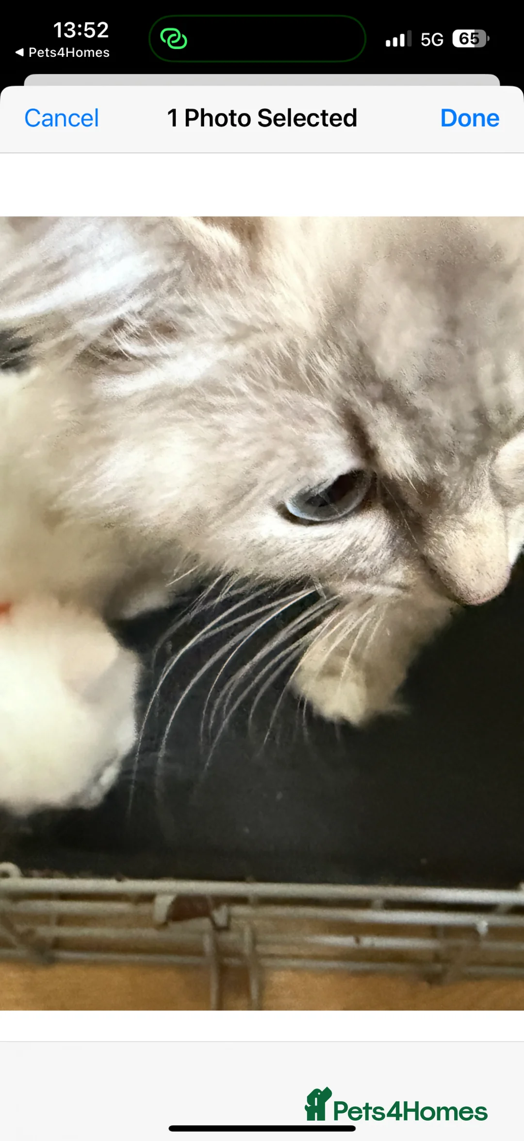 Ragdoll cats for sale: Ragdoll x ragdoll bsh male and female £275 8wk - Advert 1