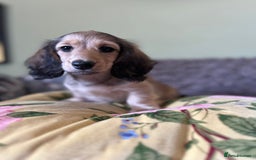 Miniature Dachshund dogs for sale: KCreg Mini Long Haired Dachshund LAST GIRL - Image 25