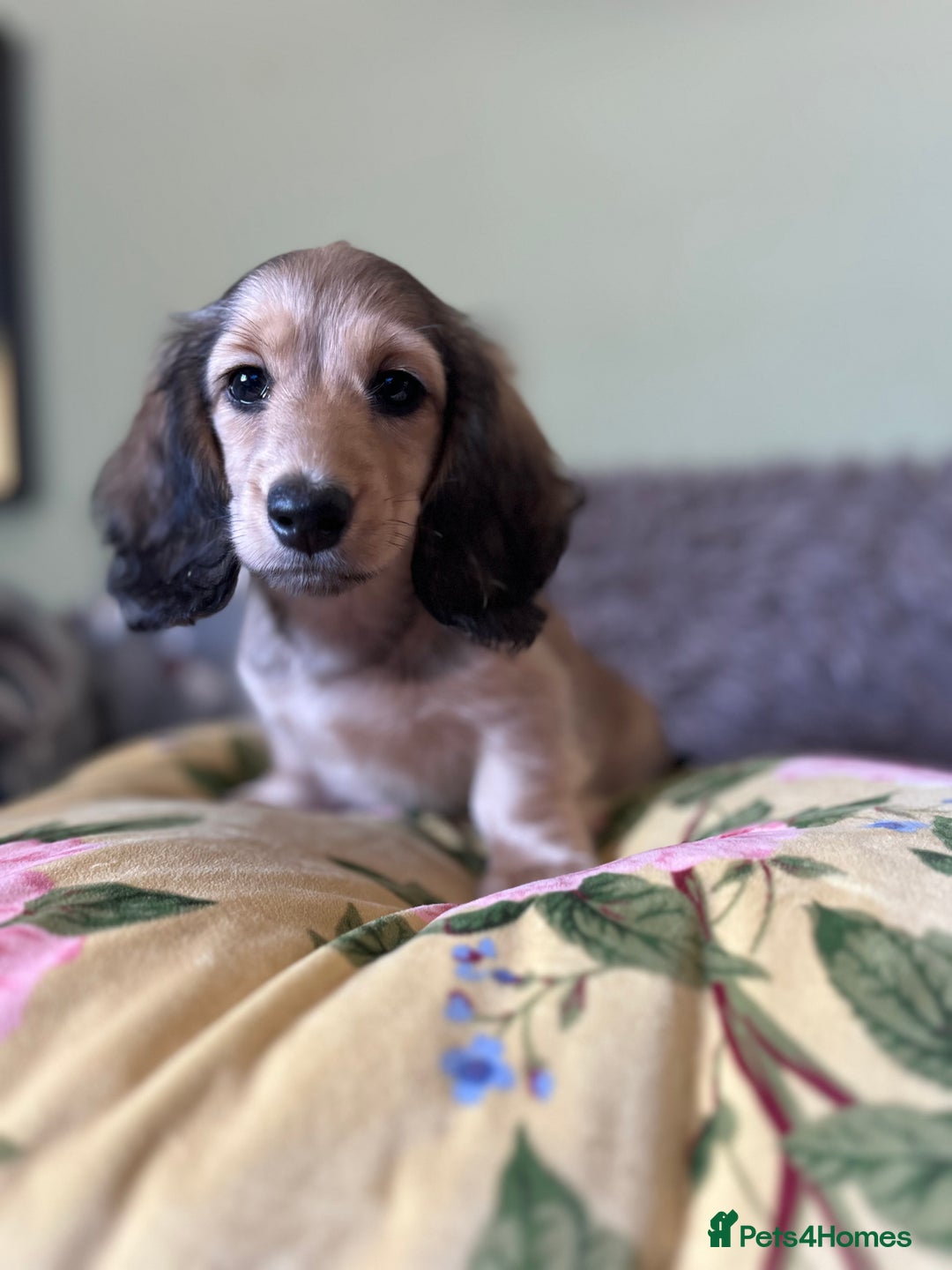 Miniature Dachshund dogs for sale: KCreg Mini Long Haired Dachshund LAST GIRL - Image 25