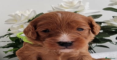 Cavapoo dogs - Advert 12