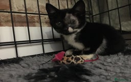 Domestic Shorthair cats for sale: Heart breaking decision  - Image 19