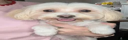 Maltese dogs for sale: Male Maltese puppy  - Advert 1
