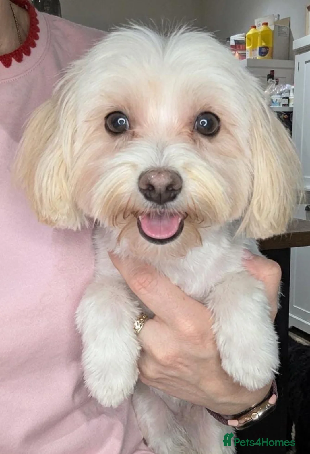 Maltese dogs for sale: Male Maltese puppy  - Advert 1