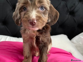 Cockapoo dogs - Advert 35