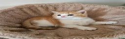 Scottish Fold cats for sale: Adorable Scottish Fold Straight Ear Kittens  - Advert 5