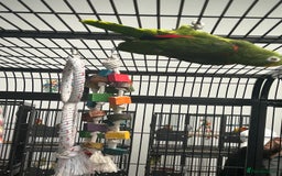 Parrots birds for sale: Hand Reared Yellow Crowned Amazons  - Image 4