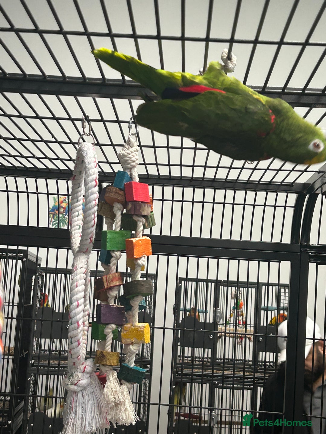 Parrots birds for sale: Hand Reared Yellow Crowned Amazons  - Image 4