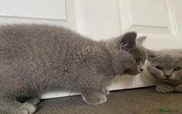 British Shorthair cats for sale: GCCF Active Championship line Blue & Lilac Kittens - Image 12