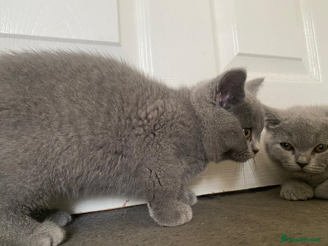 British Shorthair cats for sale: GCCF Active Championship line Blue & Lilac Kittens - Image 12