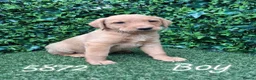 Labrador Retriever dogs for sale: Kc reg fox red labs - Advert 12