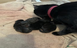 Domestic Shorthair cats for sale: Beautiful black kittens.  - Image 10