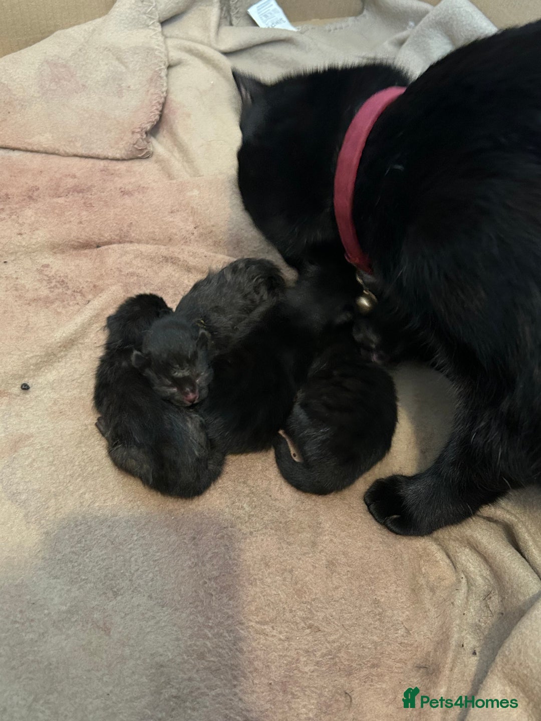 Domestic Shorthair cats for sale: Beautiful black kittens.  - Image 10
