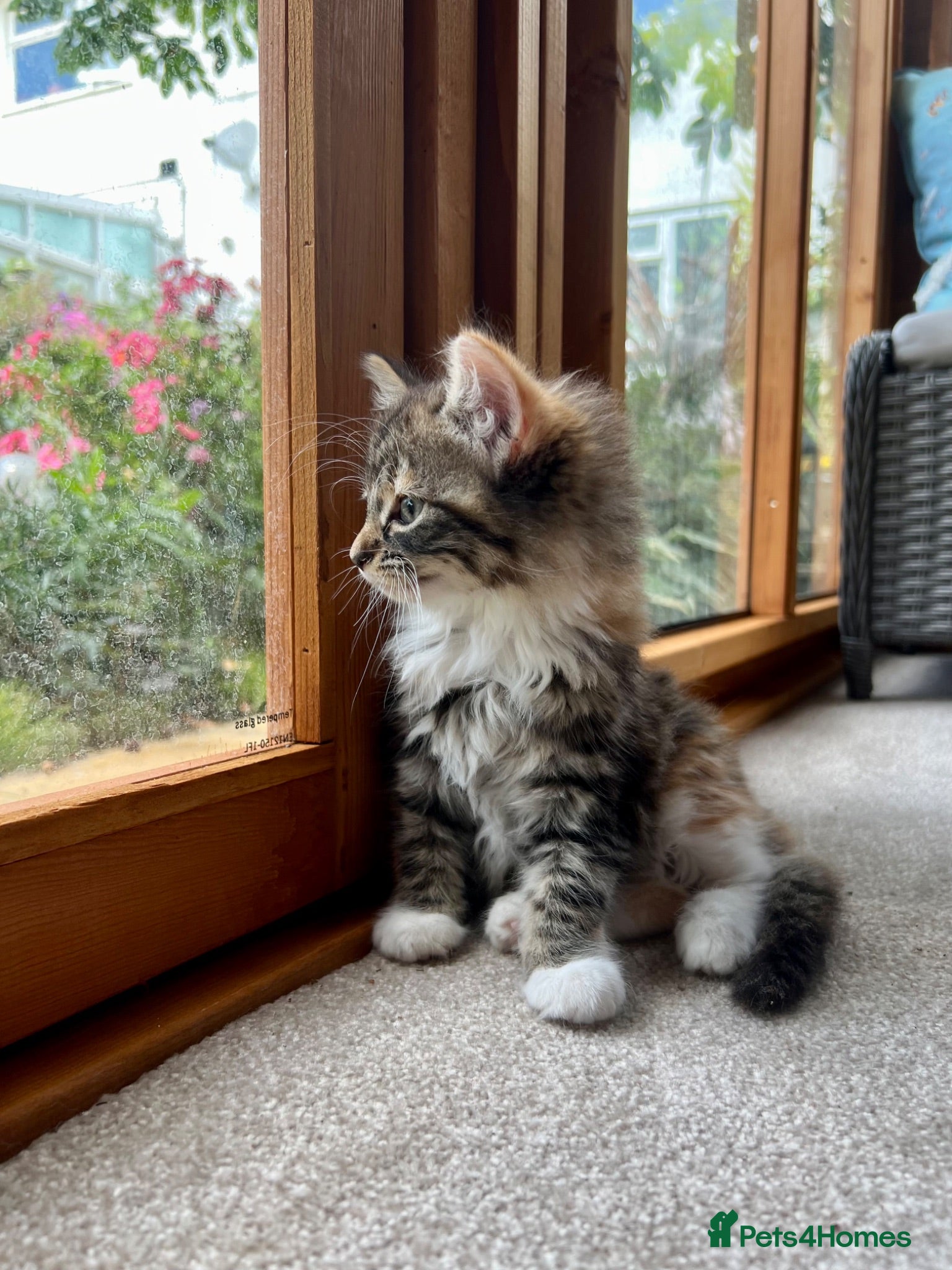 Mixed Breed cats READY NOW - 2 Left - Pedigree Cross Kittens - Advert 2