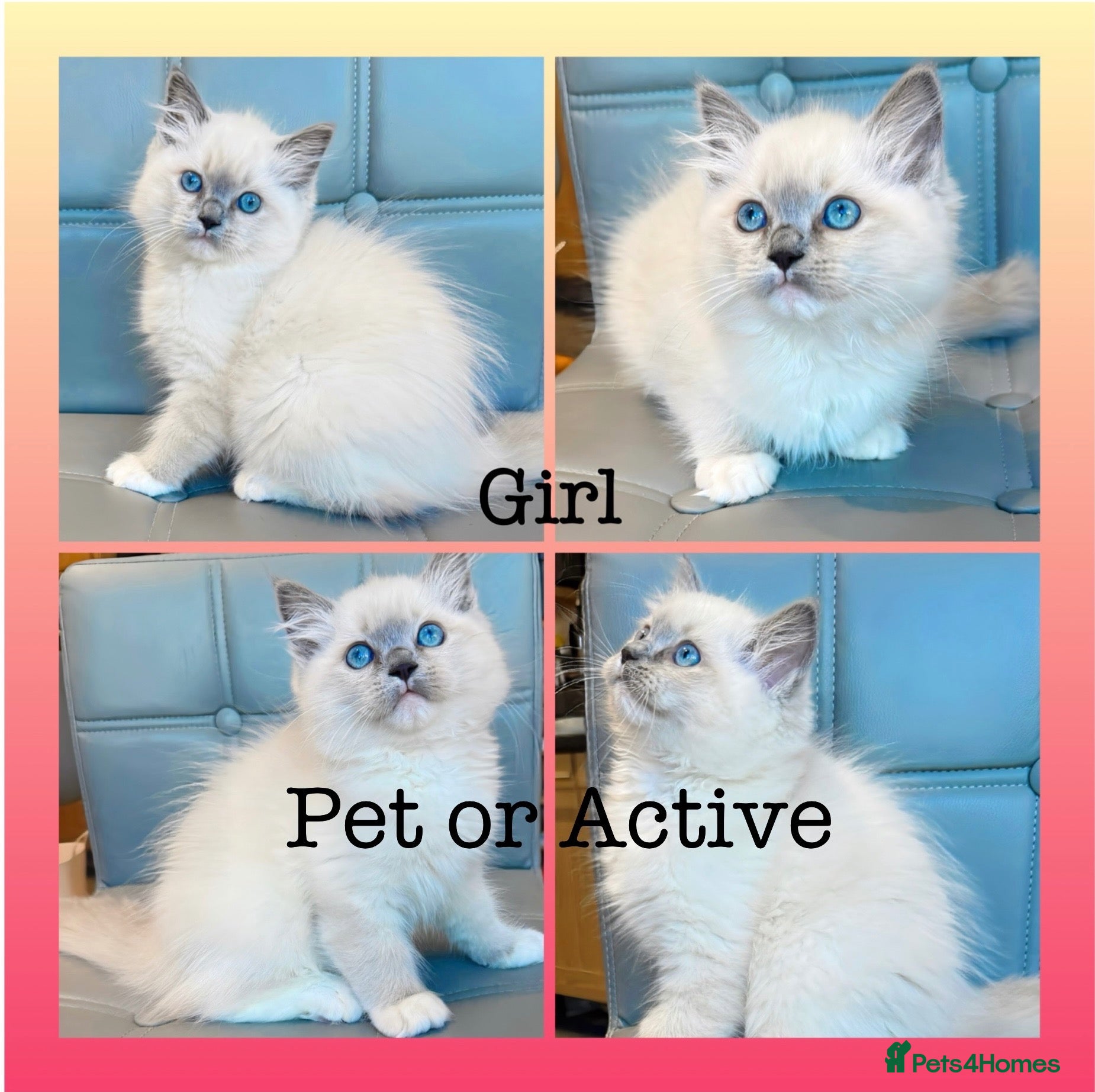 Ragdoll cats TICA ACTIVE REGISTERED RAGDOLL KITTENS DNA tested  - Advert 1