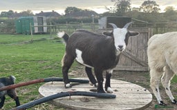 Goats livestock for sale: Small goat herd - Image 8