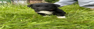 Mixed Breed Puppy 11