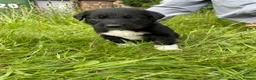 Mixed Breed dogs for sale: LAST ONE Beautiful mixed breed. DNA profile added - Advert 23