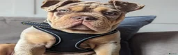 Olde English Bulldogge dogs for stud: Olde english bulldogge for stud - Advert 13