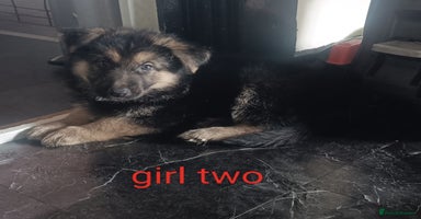 German Shepherd dogs - Advert 16