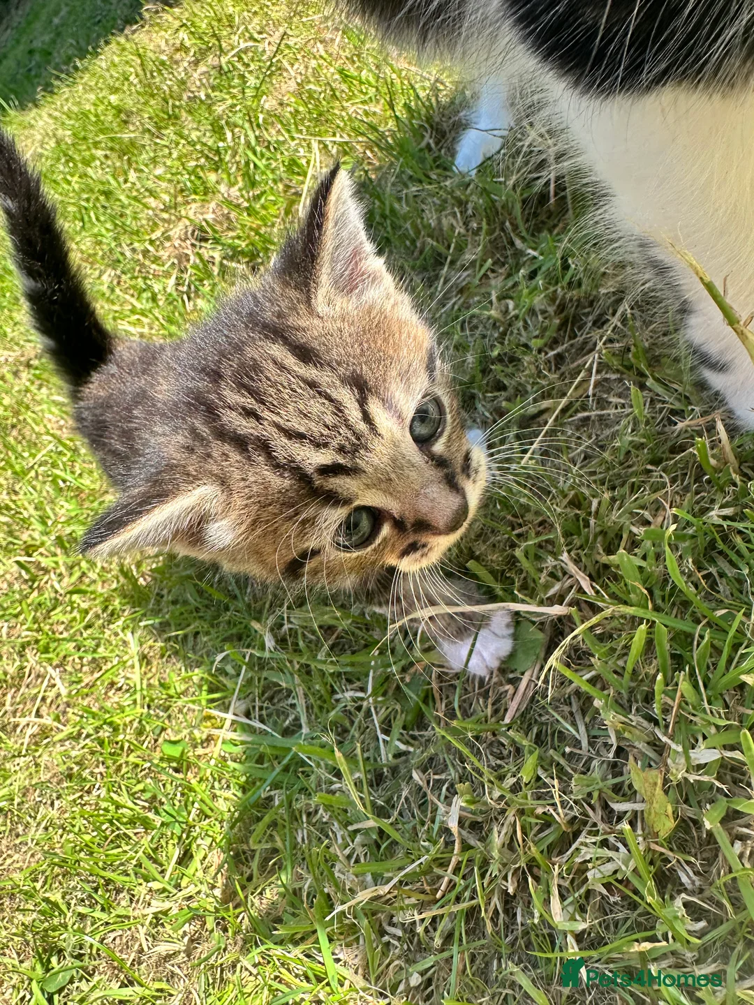 Norwegian Forest Cat cats for sale: Selling my lovely kitty’s  - Advert 15