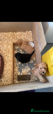 Labradoodle dogs - Advert 9