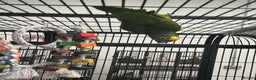 Parrots birds for sale: Hand Reared Yellow Crowned Amazons  - Advert 3
