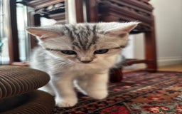 British Shorthair cats for sale: Beautiful British Shorthair/Turkish Angora Kittens - Image 19
