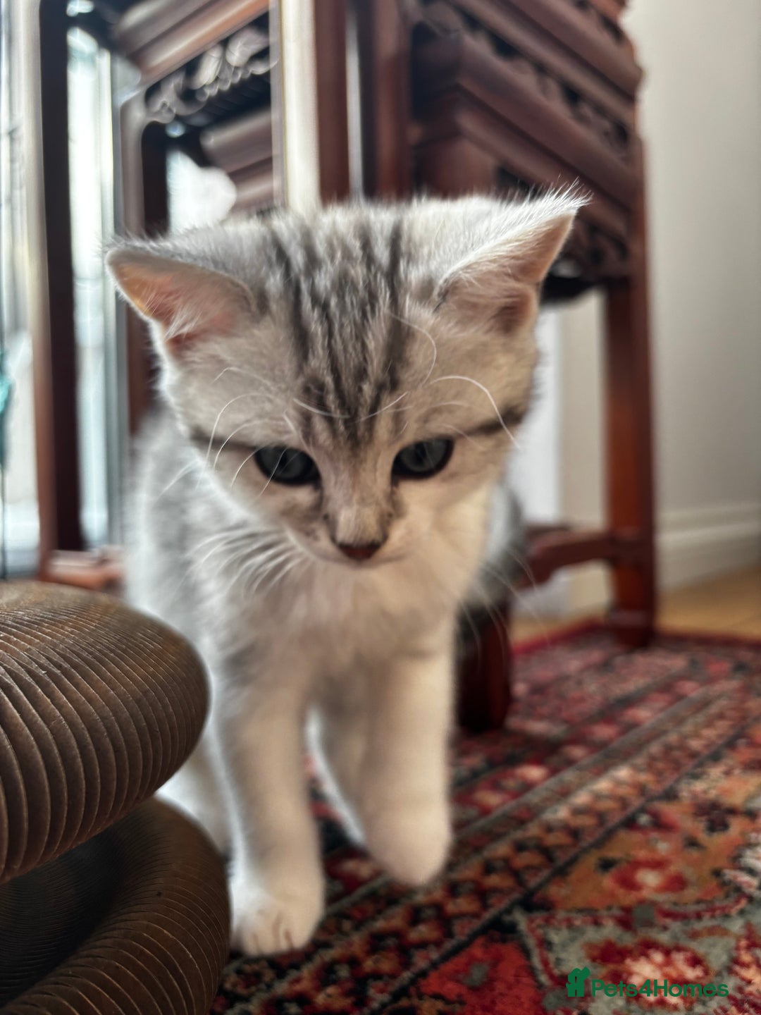 British Shorthair cats for sale: Beautiful British Shorthair/Turkish Angora Kittens - Image 19