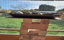 Budgerigars birds for sale: Budgies available free to good home - Image 1