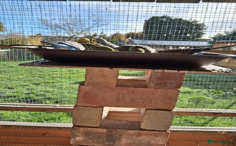 Budgerigars birds - Advert 1